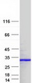 DSC92 / NGRN Protein - Purified recombinant protein NGRN was analyzed by SDS-PAGE gel and Coomassie Blue Staining