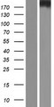 DSCAM Protein - Western validation with an anti-DDK antibody * L: Control HEK293 lysate R: Over-expression lysate