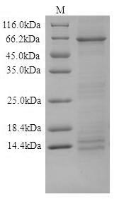 DSG1 / Desmoglein 1 Protein - (Tris-Glycine gel) Discontinuous SDS-PAGE (reduced) with 5% enrichment gel and 15% separation gel.