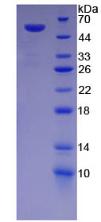 DSG1 / Desmoglein 1 Protein - Recombinant Desmoglein 1 By SDS-PAGE