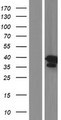 DSN1 Protein - Western validation with an anti-DDK antibody * L: Control HEK293 lysate R: Over-expression lysate