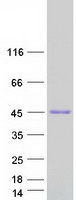 DSN1 Protein - Purified recombinant protein DSN1 was analyzed by SDS-PAGE gel and Coomassie Blue Staining