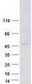DSN1 Protein - Purified recombinant protein DSN1 was analyzed by SDS-PAGE gel and Coomassie Blue Staining