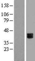DSPG3 / Epiphycan Protein - Western validation with an anti-DDK antibody * L: Control HEK293 lysate R: Over-expression lysate