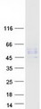 DSPG3 / Epiphycan Protein - Purified recombinant protein EPYC was analyzed by SDS-PAGE gel and Coomassie Blue Staining