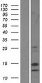 DSTN / Destrin Protein - Western validation with an anti-DDK antibody * L: Control HEK293 lysate R: Over-expression lysate