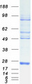 DSTN / Destrin Protein - Purified recombinant protein DSTN was analyzed by SDS-PAGE gel and Coomassie Blue Staining
