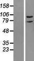 DSTYK / RIPK5 Protein - Western validation with an anti-DDK antibody * L: Control HEK293 lysate R: Over-expression lysate
