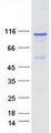 DSTYK / RIPK5 Protein - Purified recombinant protein DSTYK was analyzed by SDS-PAGE gel and Coomassie Blue Staining