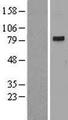 DTL / CDT2 Protein - Western validation with an anti-DDK antibody * L: Control HEK293 lysate R: Over-expression lysate