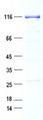 DTL / CDT2 Protein