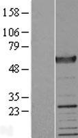 DTNA / Dystrobrevin Alpha Protein - Western validation with an anti-DDK antibody * L: Control HEK293 lysate R: Over-expression lysate