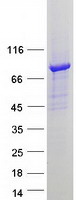 DTNA / Dystrobrevin Alpha Protein - Purified recombinant protein DTNA was analyzed by SDS-PAGE gel and Coomassie Blue Staining