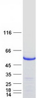 DTNA / Dystrobrevin Alpha Protein - Purified recombinant protein DTNA was analyzed by SDS-PAGE gel and Coomassie Blue Staining