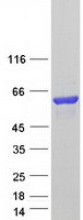 DTNA / Dystrobrevin Alpha Protein - Purified recombinant protein DTNA was analyzed by SDS-PAGE gel and Coomassie Blue Staining