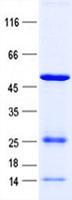 DTNBP1 / Dysbindin Protein