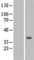 DTWD1 Protein - Western validation with an anti-DDK antibody * L: Control HEK293 lysate R: Over-expression lysate