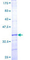DTX1 / Deltex Protein - 12.5% SDS-PAGE Stained with Coomassie Blue.