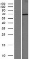 DTX2 Protein - Western validation with an anti-DDK antibody * L: Control HEK293 lysate R: Over-expression lysate