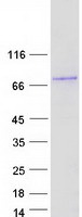 DTX2 Protein - Purified recombinant protein DTX2 was analyzed by SDS-PAGE gel and Coomassie Blue Staining