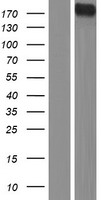 DUOX Protein - Western validation with an anti-DDK antibody * L: Control HEK293 lysate R: Over-expression lysate