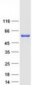 DUS2 / DUS2L Protein - Purified recombinant protein DUS2 was analyzed by SDS-PAGE gel and Coomassie Blue Staining
