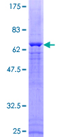 DUSP1 / MKP1 Protein - 12.5% SDS-PAGE of human DUSP1 stained with Coomassie Blue