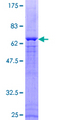 DUSP1 / MKP1 Protein - 12.5% SDS-PAGE of human DUSP1 stained with Coomassie Blue