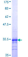 DUSP1 / MKP1 Protein - 12.5% SDS-PAGE Stained with Coomassie Blue.