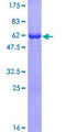 DUSP12 Protein - 12.5% SDS-PAGE of human DUSP12 stained with Coomassie Blue