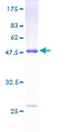 DUSP13 Protein - 12.5% SDS-PAGE of human DUSP13 stained with Coomassie Blue