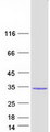 DUSP13 Protein - Purified recombinant protein DUSP13 was analyzed by SDS-PAGE gel and Coomassie Blue Staining