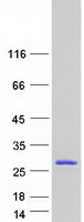 DUSP13 Protein - Purified recombinant protein DUSP13 was analyzed by SDS-PAGE gel and Coomassie Blue Staining