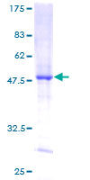 DUSP14 Protein - 12.5% SDS-PAGE of human DUSP14 stained with Coomassie Blue