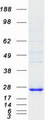 DUSP14 Protein - Purified recombinant protein DUSP14 was analyzed by SDS-PAGE gel and Coomassie Blue Staining