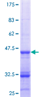 DUSP16 / MKP7 Protein - 12.5% SDS-PAGE Stained with Coomassie Blue.