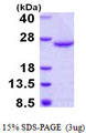 DUSP18 Protein