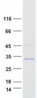 DUSP19 / SKRP1 Protein - Purified recombinant protein DUSP19 was analyzed by SDS-PAGE gel and Coomassie Blue Staining