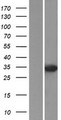 DUSP2 Protein - Western validation with an anti-DDK antibody * L: Control HEK293 lysate R: Over-expression lysate