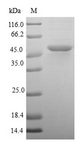 DUSP22 / JSP 1 Protein - (Tris-Glycine gel) Discontinuous SDS-PAGE (reduced) with 5% enrichment gel and 15% separation gel.