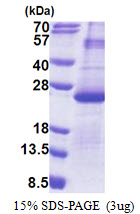DUSP26 / MKP8 Protein