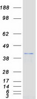 DUSP4 / MKP2 Protein - Purified recombinant protein DUSP4 was analyzed by SDS-PAGE gel and Coomassie Blue Staining