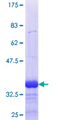 DUSP5 Protein - 12.5% SDS-PAGE Stained with Coomassie Blue.