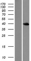 DUSP6 / MKP3 Protein - Western validation with an anti-DDK antibody * L: Control HEK293 lysate R: Over-expression lysate