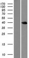 DUSP6 / MKP3 Protein - Western validation with an anti-DDK antibody * L: Control HEK293 lysate R: Over-expression lysate