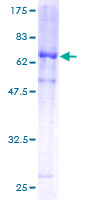 DUSP6 / MKP3 Protein - 12.5% SDS-PAGE of human DUSP6 stained with Coomassie Blue