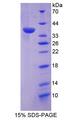 DUSP6 / MKP3 Protein - Recombinant Dual Specificity Phosphatase 6 By SDS-PAGE