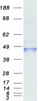 DUSP6 / MKP3 Protein - Purified recombinant protein DUSP6 was analyzed by SDS-PAGE gel and Coomassie Blue Staining