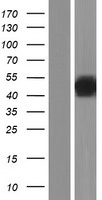 DUSP7 Protein - Western validation with an anti-DDK antibody * L: Control HEK293 lysate R: Over-expression lysate
