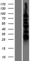 DUSP8 Protein - Western validation with an anti-DDK antibody * L: Control HEK293 lysate R: Over-expression lysate